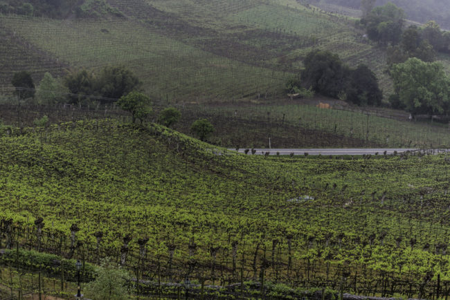Brasilien, Rio Grande do Sul, Vale dos Vinhedos - Alte Weinberge mit Amerikanerreben (2013)