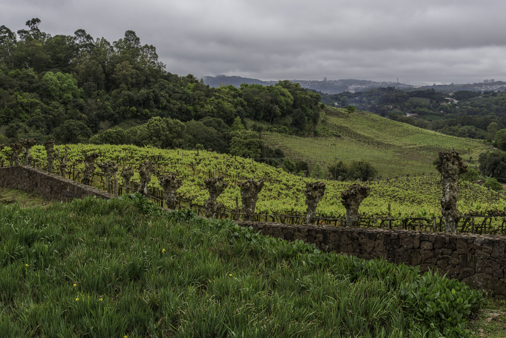 Brasilien, Rio Grande do Sul, Vale dos Vinhedos - Alte Weinberge mit Amerikanerreben (2013)