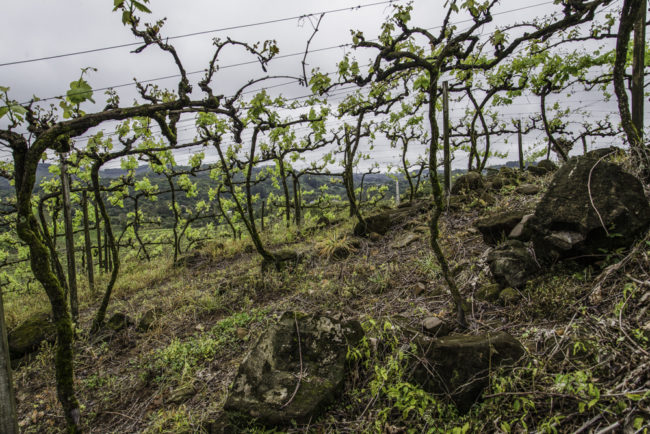 Brasilien, Rio Grande do Sul, Vale dos Vinhedos - Alte Weinberge mit Amerikanerreben (2013)