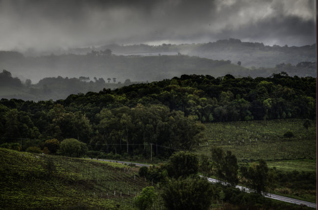 Brasilien, Rio Grande do Sul, Vale dos Vinhedos - Weinberge mit Weingut (2013)