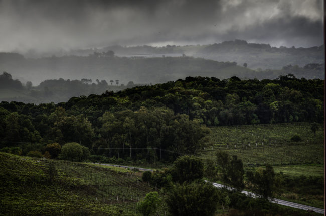 Brasilien, Rio Grande do Sul, Vale dos Vinhedos - Weinberge mit Weingut (2013)