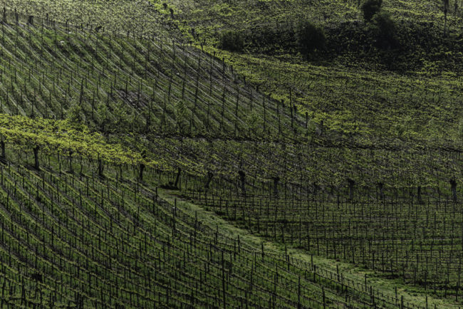 Brasilien, Rio Grande do Sul, Vale dos Vinhedos - Weinberge von Miolo (2013)