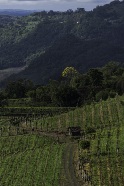 Brasilien, Rio Grande do Sul, Vale dos Vinhedos - Weinberge von Miolo (2013)