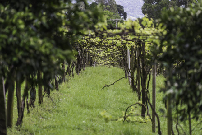 Brasilien, Rio Grande do Sul, Pinta Bandeira - Weinberge von Don Giovanni Winery, Pergeln mit Isabellarebe (2013)