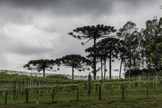 Brasilien, Rio Grande do Sul, Pinta Bandeira - Weinberge von Don Giovanni Winery, Arraucariabäume (2013)