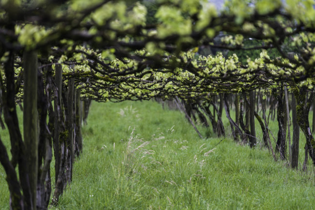 Brasilien, Rio Grande do Sul, Pinta Bandeira - Weinberge von Don Giovanni Winery, Pergeln mit Isabellarebe (2013)