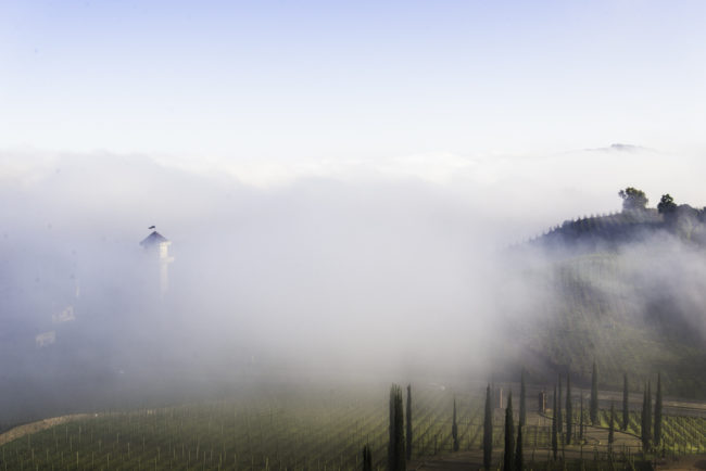 Brasilien, Rio Grande do Sul, Vale dos Vinhedos - Miolo, Gebäude und Weinberge (2013)