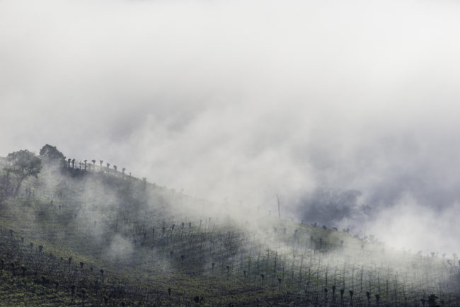 Brasilien, Rio Grande do Sul, Vale dos Vinhedos - Weinberge im Nebel (2013)