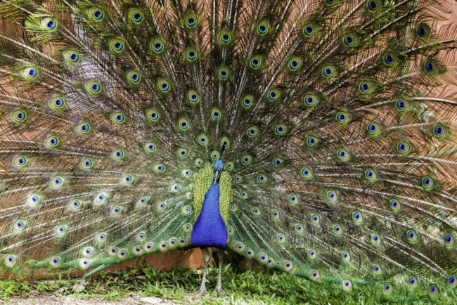 Brasilien, Rio Grande do Sul, Serra Gaúcha - Weingut Laurentia, Pfau (2013)