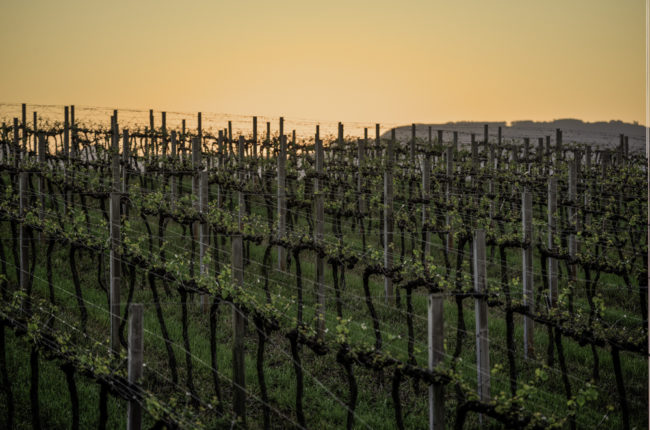 Brasilien, Rio Grande do Sul, Serra Gaúcha, Weingut Don Guerino, Rebzeilen im Sonnenuntergang (2013)