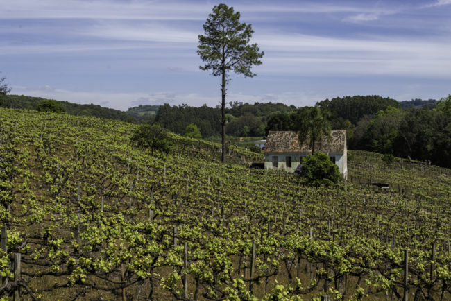 Brasilien, Rio Grande do Sul, Vale dos Vinhedos - Isabella-Weinberge an der Straße nach Casa Valduga (2013)
