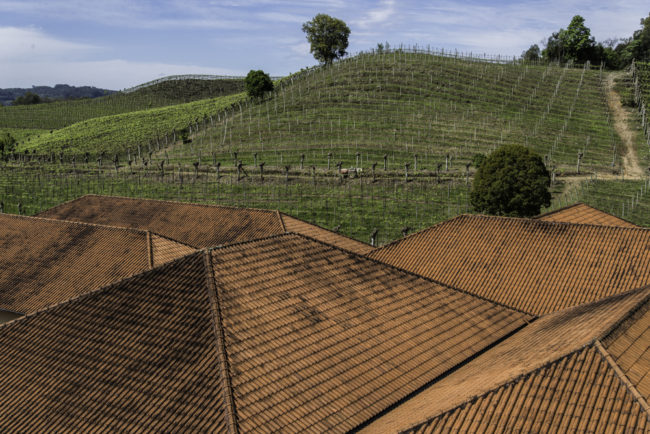 Brasilien, Rio Grande do Sul, Vale dos Vinhedos - Miolo, Gebäude und Weinberge (2013)