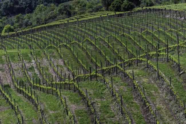Brasilien, Rio Grande do Sul, Vale dos Vinhedos - Miolo-Weinberge (2013)