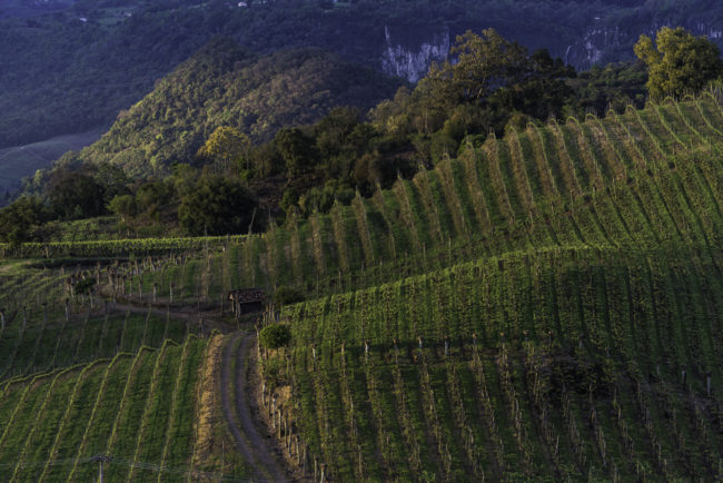 Brasilien, Rio Grande do Sul, Vale dos Vinhedos - Weinberge (2013)