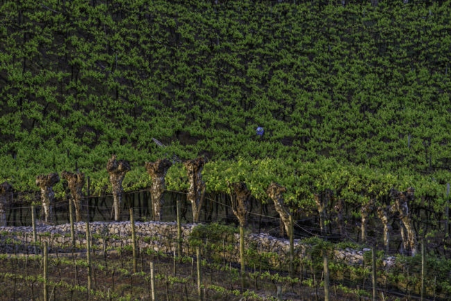 Brasilien, Rio Grande do Sul, Vale dos Vinhedos - Alte Weinberge mit Amerikanerreben (2013)