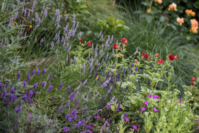 garden in Hamburg