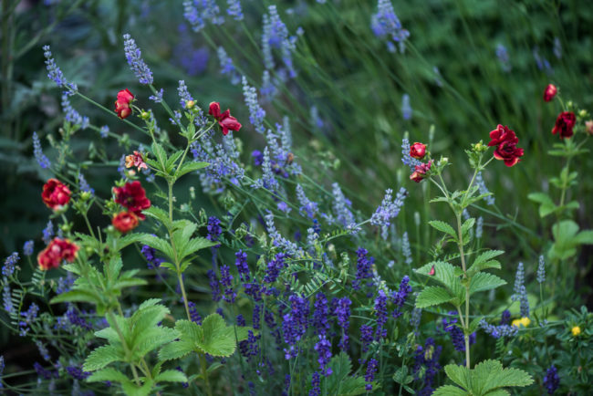 garden in Hamburg