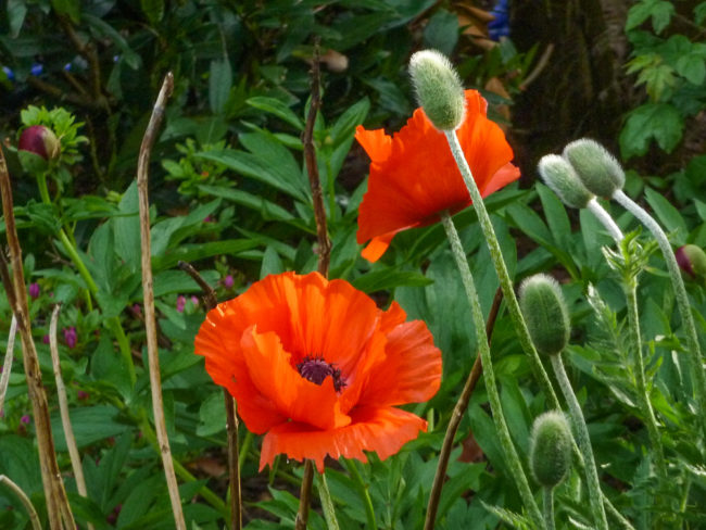 garden in Hamburg