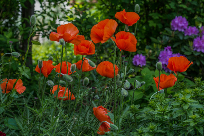 garden in Hamburg
