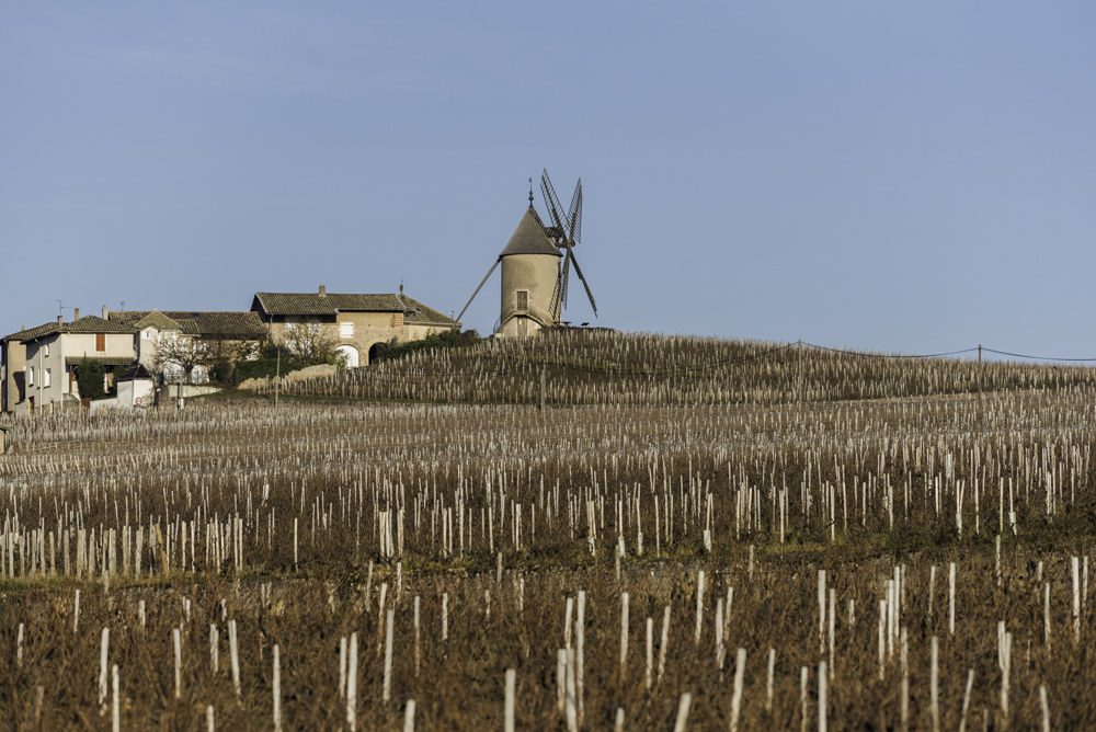 Beaujolais, Frankrich, Moulin-à-Vent, Le Moulin