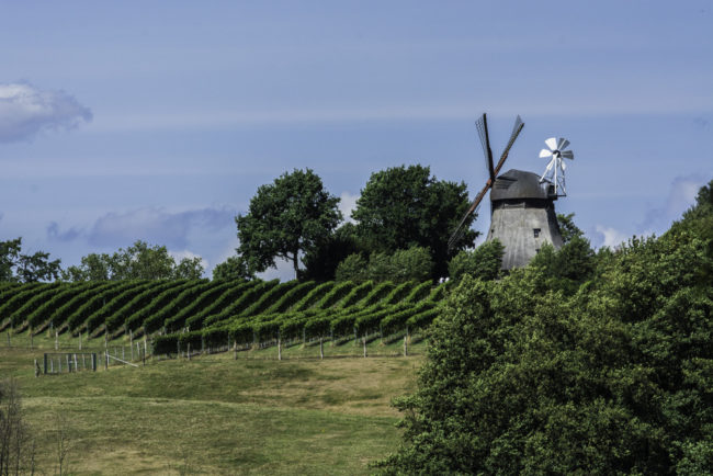 Grebin, Reben von Hof Altmühlen an der Mühle Grebin