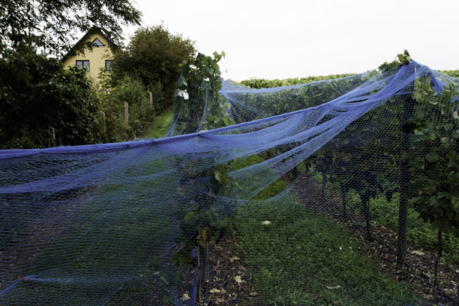 Werder (Havel), Weingut Dr. Manfred Lindicke, Netze gegen Vogelfraß