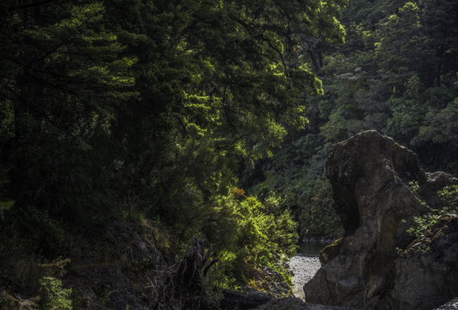Neuseeland, Nelson, Pelorus Bridge - (2017)