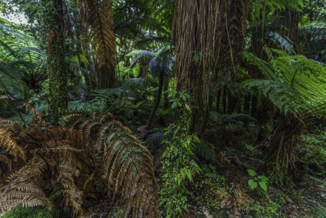 Neuseeland, Haast River, Makarora Road - (2017)