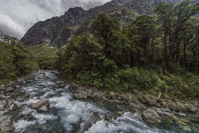 Neuseeland, Otago, Road to Milford, Hollyford Valley - (2018)