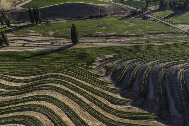Neuseeland, Central Otago, 25 Steps Vineyard - (2018)