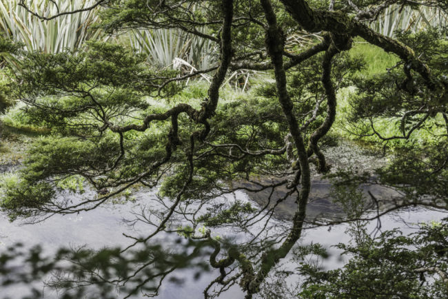 Neuseeland, Otago, Road to Milford Sound, Mirror Lakes - (2018)