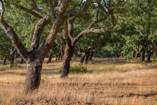 Portugal - Alentejo - Korkeichenwälder (2015)