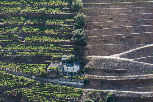Portugal - Douro - Weinberge bei Quinta Dona Maria (2017)