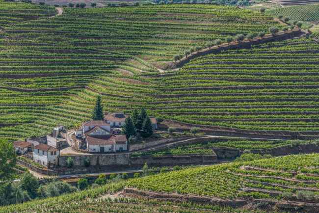 Portugal - Douro - Weinberge bei Quinta Dona Maria (2017)